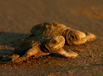 Coffee Culture and Nature of the Pacific