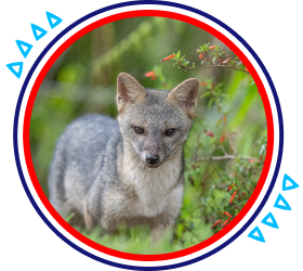 Discover Colombian Biodiversity