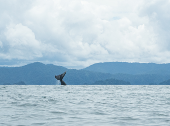 Pacific Routes, Whales and Turtles