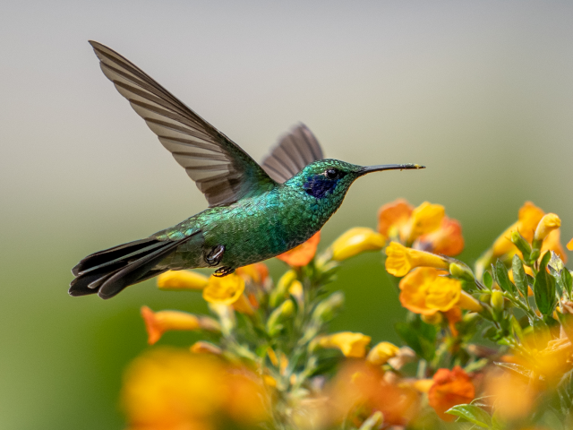 Birdwatching
