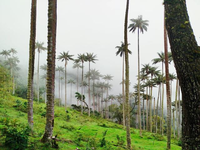 Quindio trekking adventure