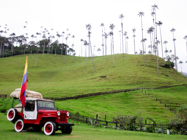 Coffee-growing tradition amidst giant palms