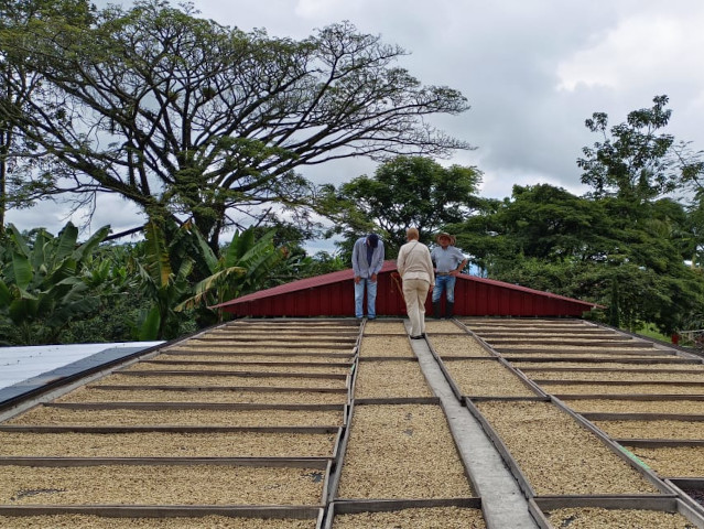 Granos de café secándose en una finca tradicional del Eje Cafetero colombiano.