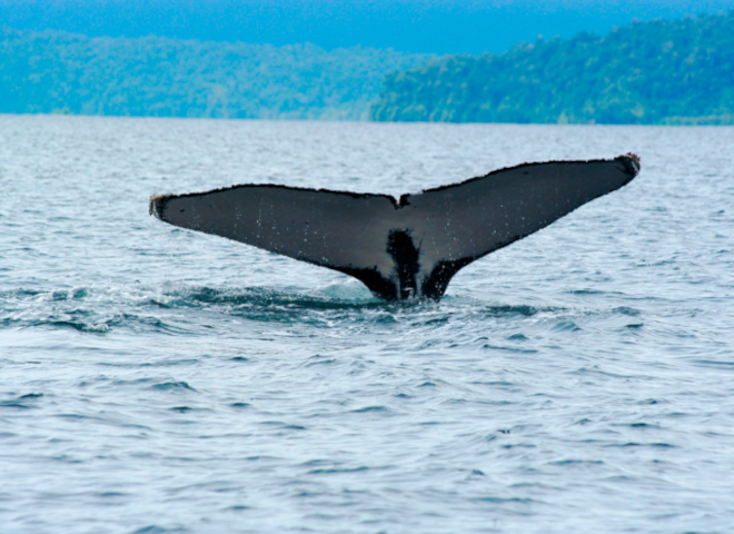 Humpback whale in the waters of the Colombian Pacific.