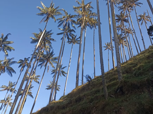 Tall wax palms on a green hillside under a clear blue sky